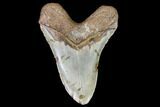 Large, Fossil Megalodon Tooth - North Carolina #108876-2